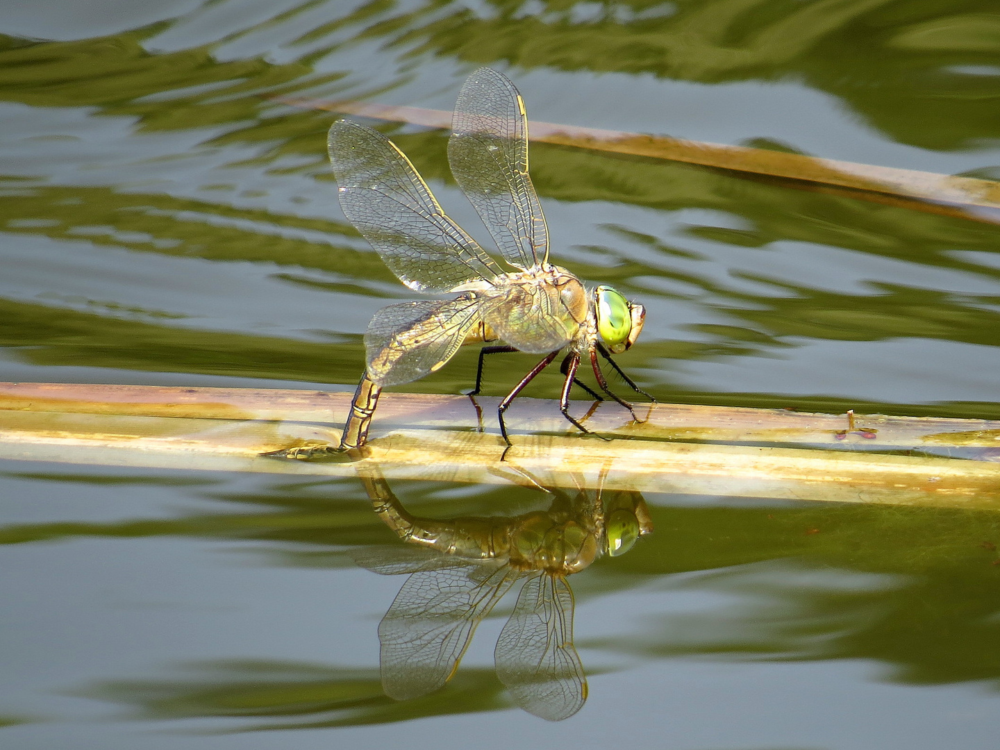 Kleine Königslibelle (Anax parthenope), Weibchen bei der Eiablage