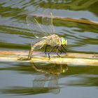 Kleine Königslibelle (Anax parthenope), Weibchen bei der Eiablage