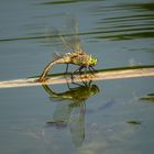 Kleine Königslibelle (Anax parthenope), Weibchen bei der Eiablage