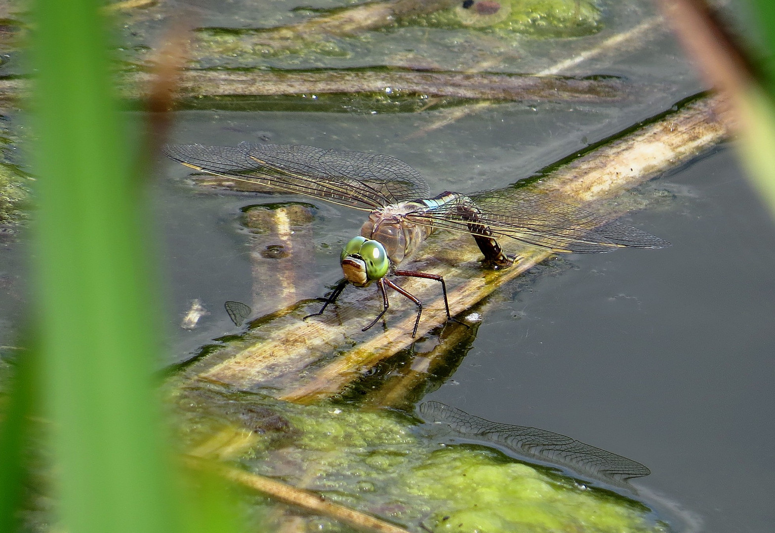 Kleine Königslibelle (Anax parthenope), Weibchen