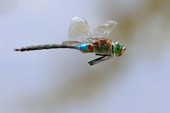 Kleine Königslibelle auf Patrouilleflug