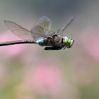 Kleine Königslibelle auf Patrouillienflug