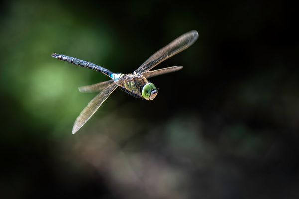 kleine Königslibelle  