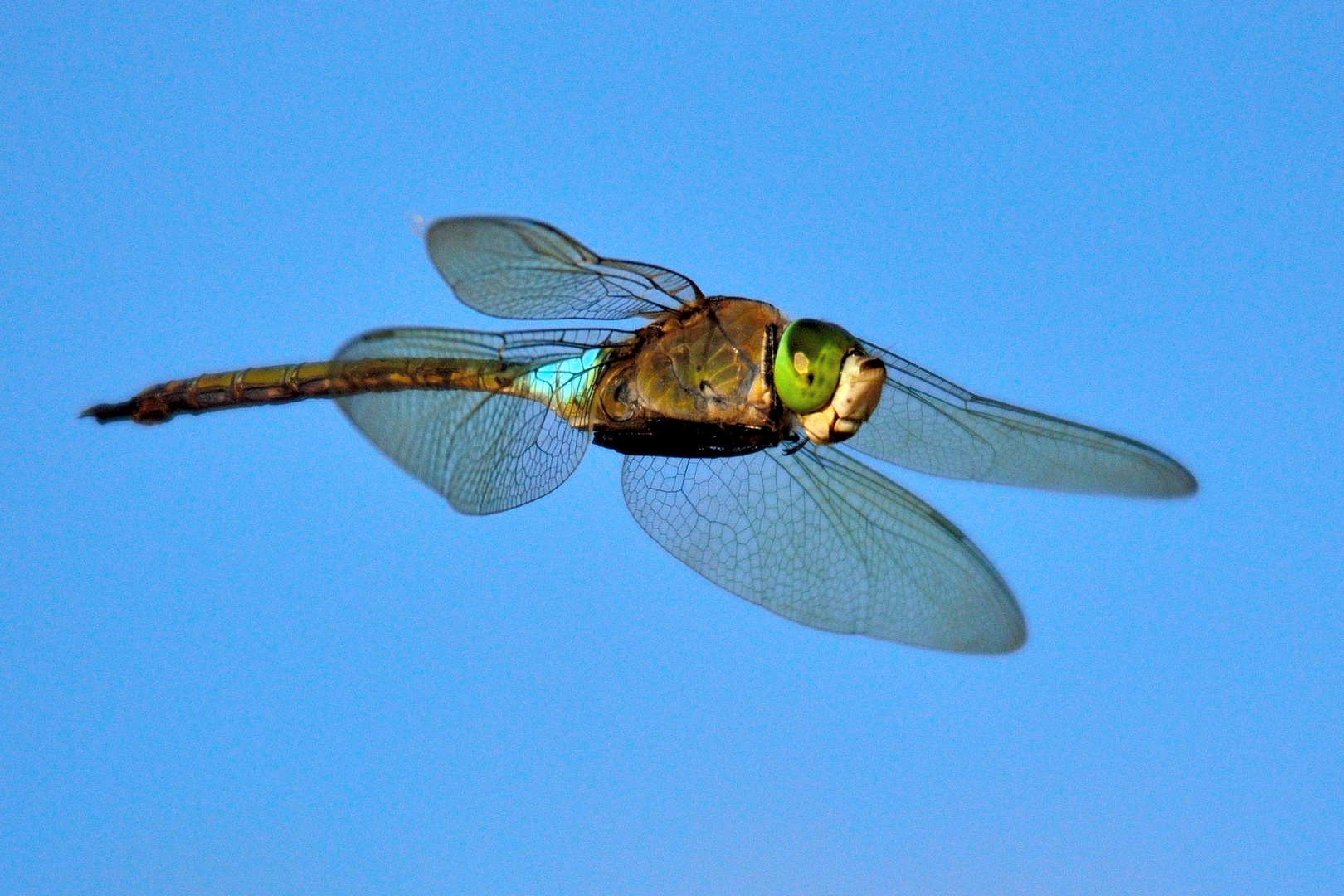 kleine Königslibelle im Flug (2)