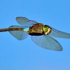 kleine Königslibelle im Flug (2)