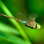 kleine Königslibelle im Flug (3)