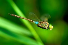 kleine Königslibelle im Flug (3)