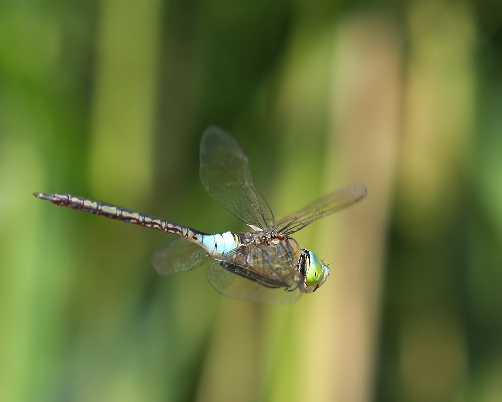 Kleine Königslibelle im Flug