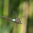 Kleine Königslibelle im Flug