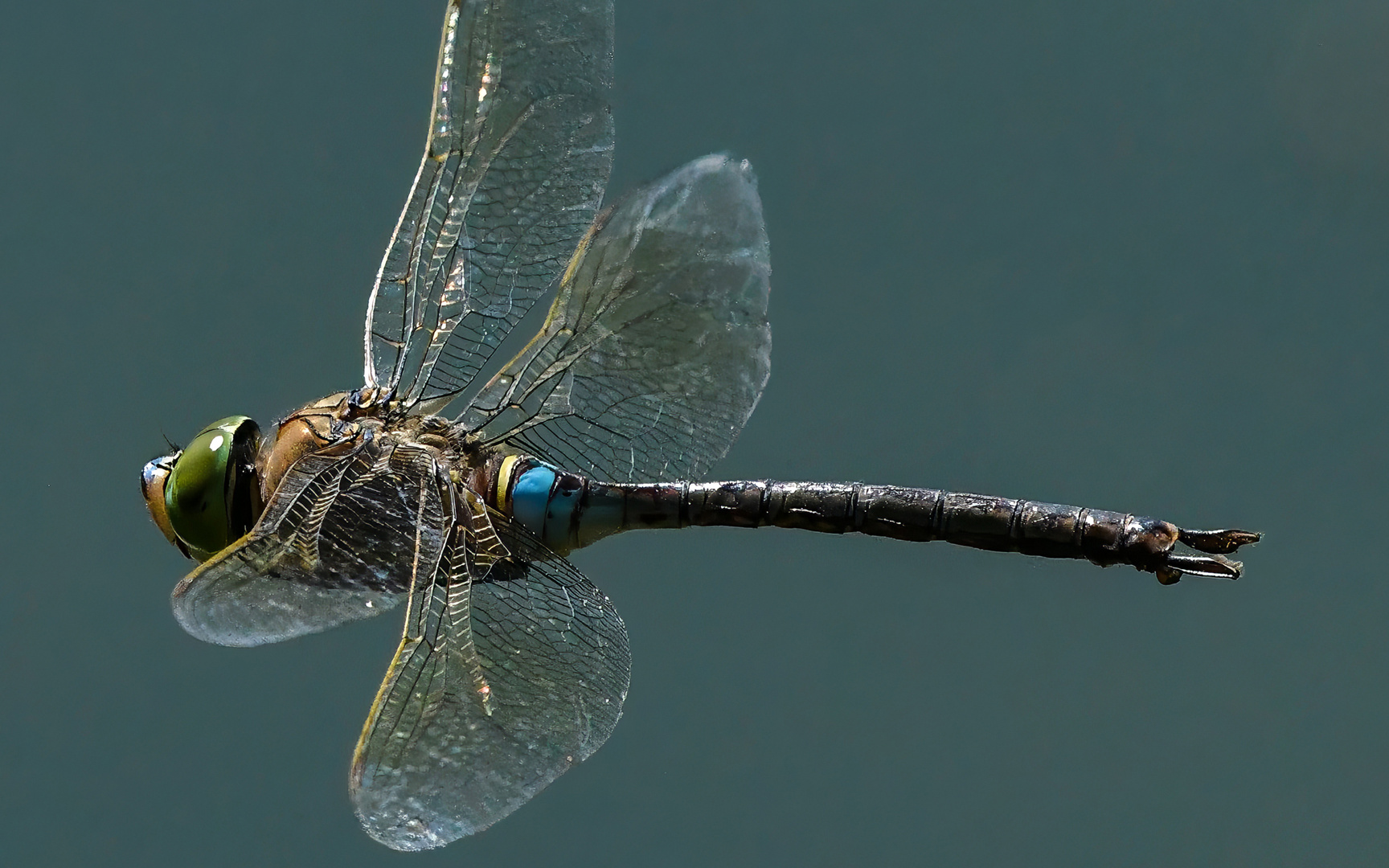 Kleine Königslibelle im Flug