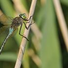 Kleine Königslibelle: Sonnenbaden am See 02