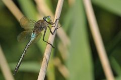 Kleine Königslibelle: Sonnenbaden am See 02