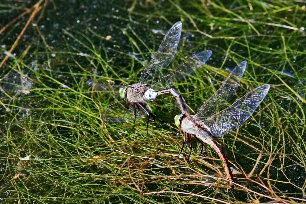 Kleine Königslibellen