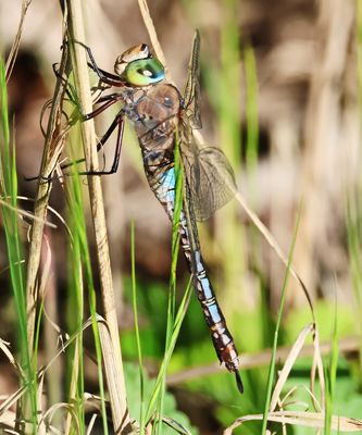 Kleine Königslibelle,Weibchen