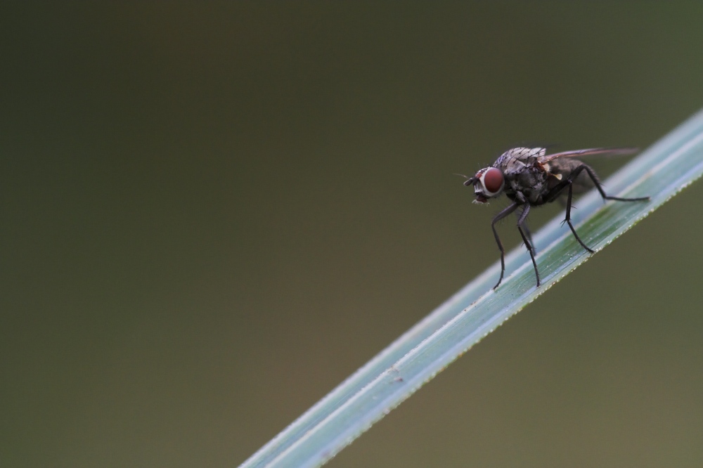 Kleine Kohlfliege?