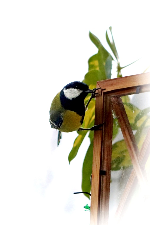 KLEINE KOHLMEISE SCHAUT INS FENSTER