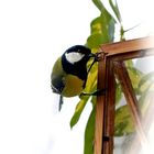 KLEINE KOHLMEISE SCHAUT INS FENSTER