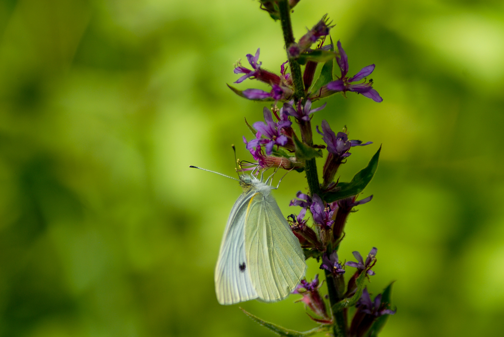 Kleine Kohlweißling (  Pieris indet) 