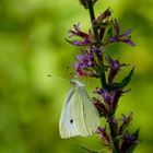 Kleine Kohlweißling (  Pieris indet) 