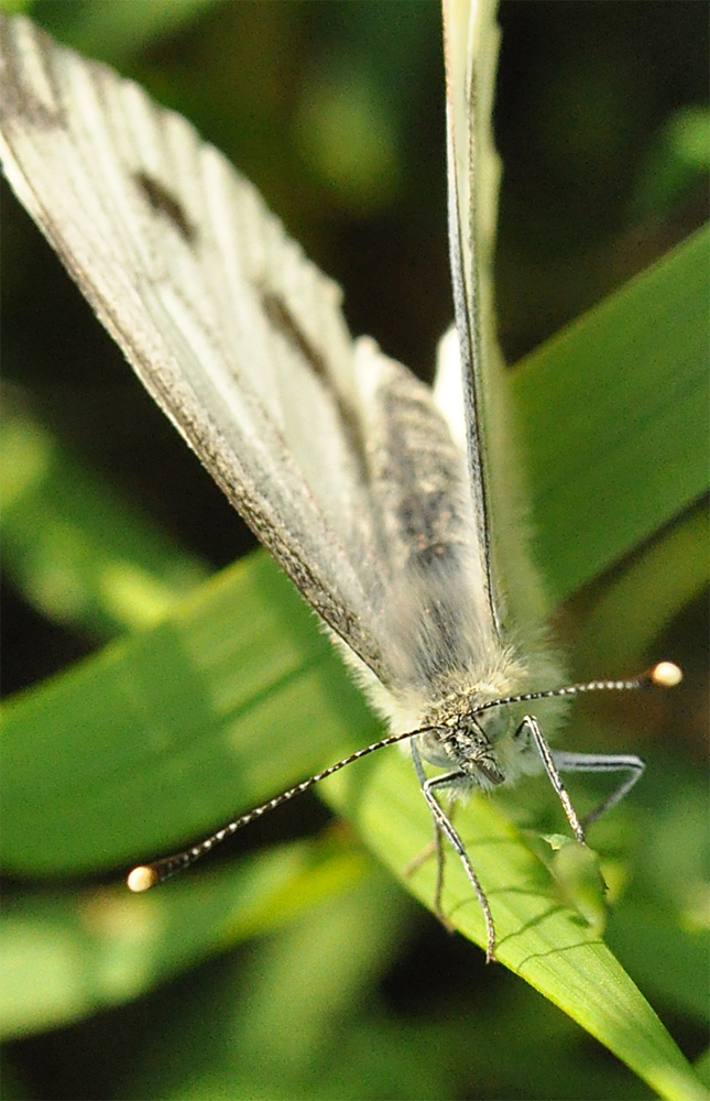 Kleine Kohlweißling (Pieris rapae)