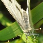 Kleine Kohlweißling (Pieris rapae)