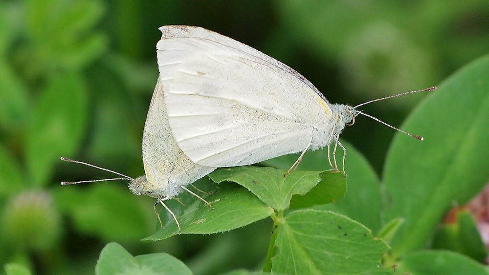 Kleine Kohlweißlinge