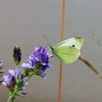 Kleine Kohlweißlinge