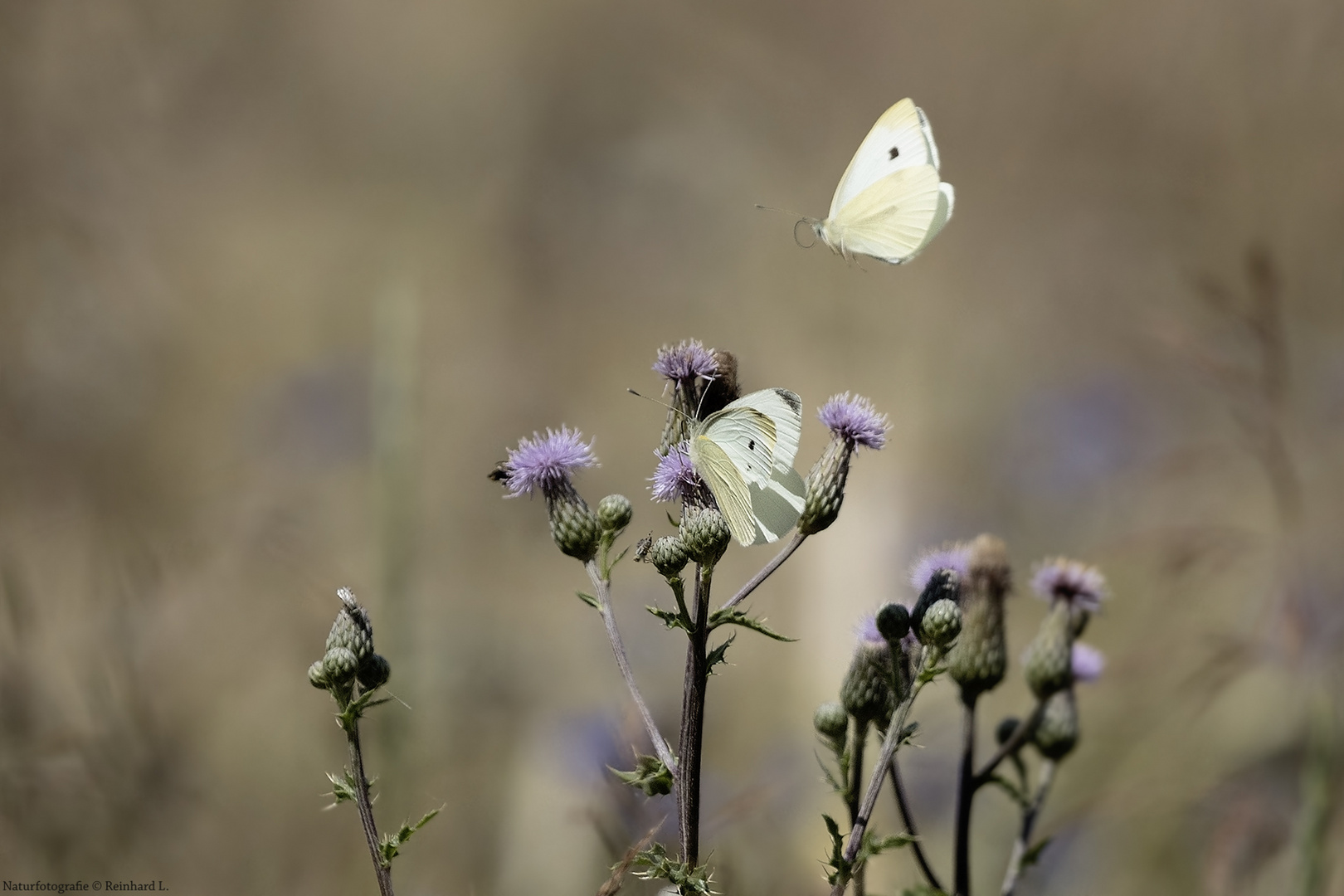 Kleine Kohlweißlinge in der Sommerwiese