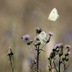 Kleine Kohlweißlinge in der Sommerwiese