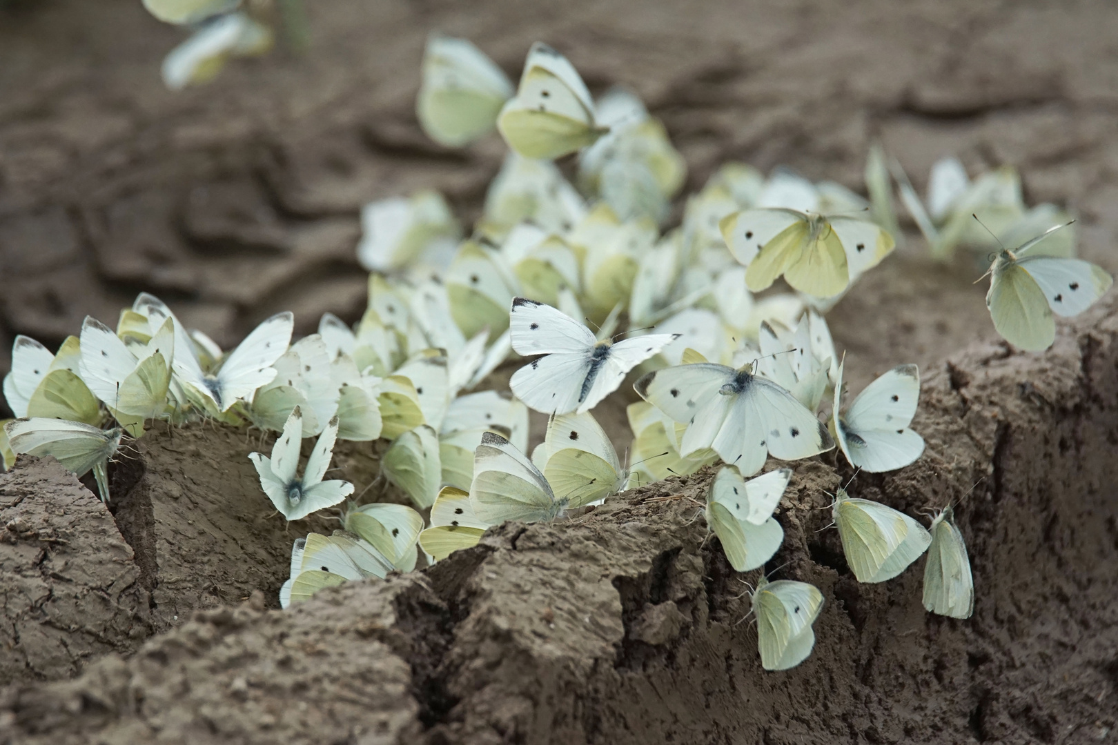 Kleine Kohlweißlinge (Pieris rapae)