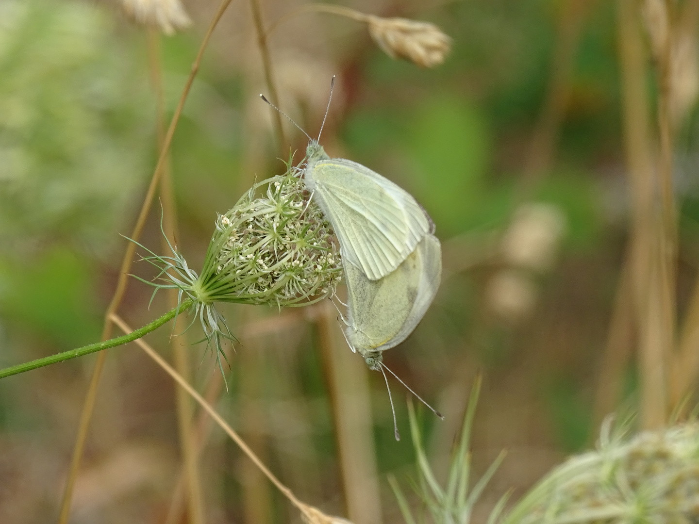 Kleine Kohlweißlinge (Pieris rapae) 