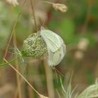 Kleine Kohlweißlinge (Pieris rapae) 