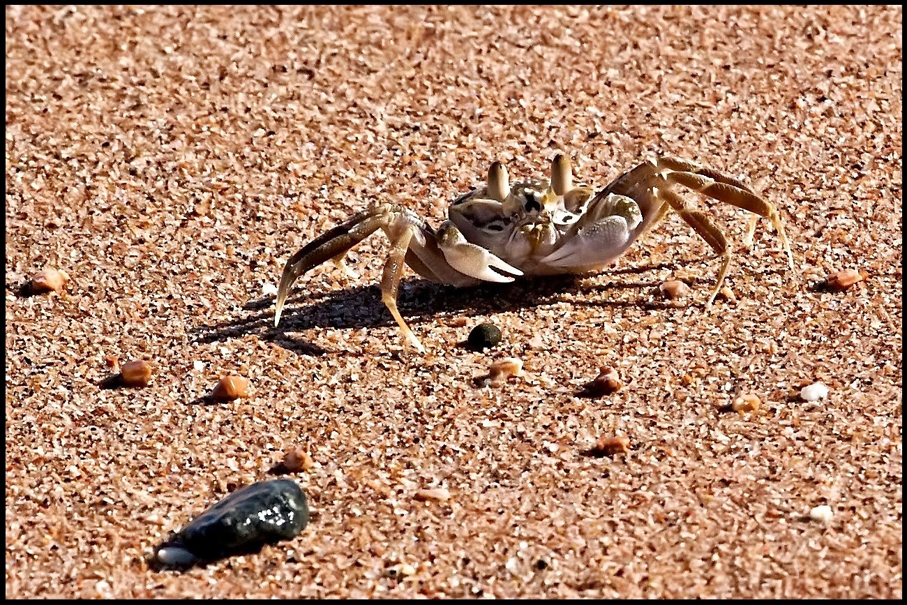 Kleine Krabbe