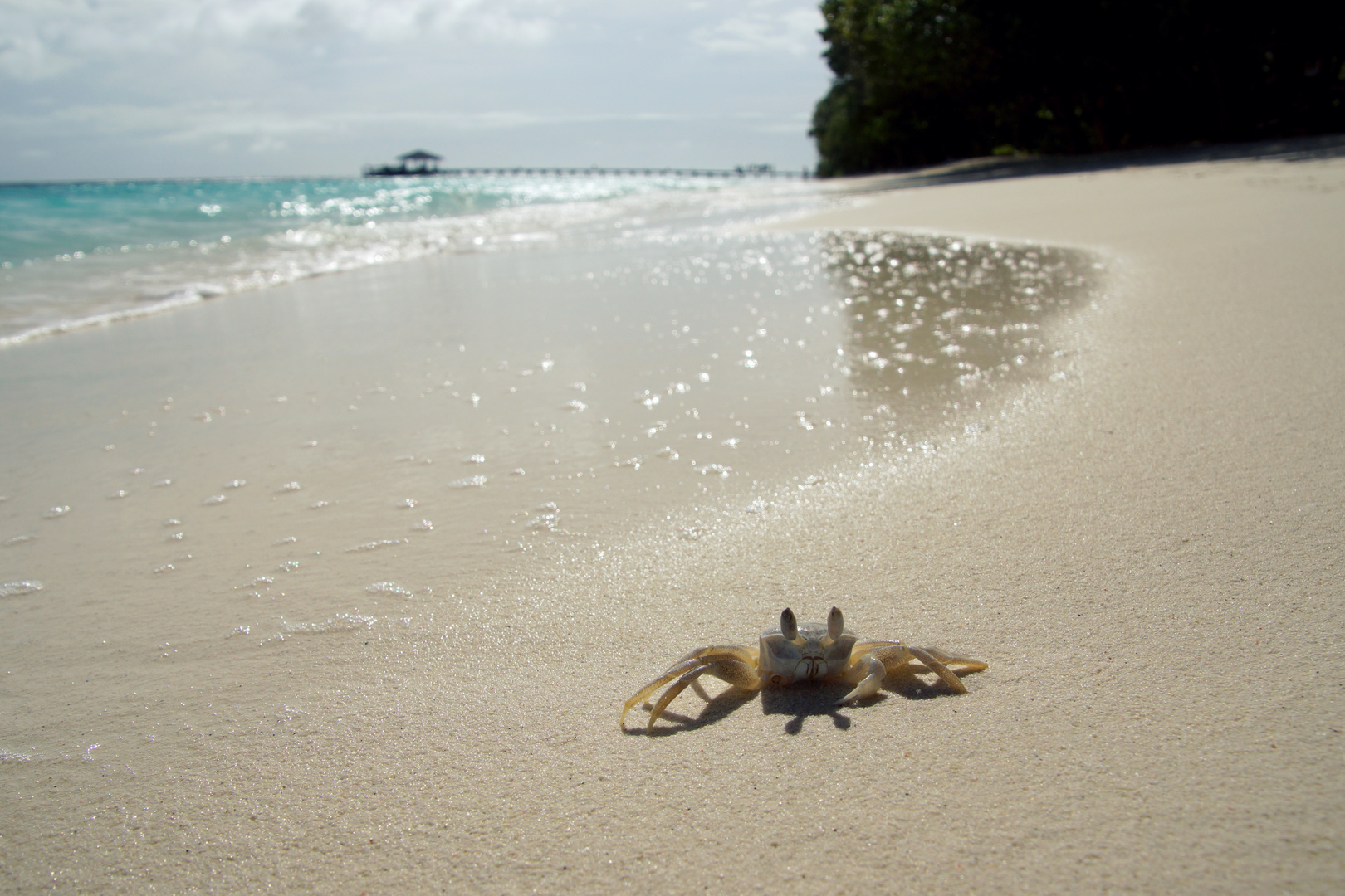 Kleine Krabbe am Strand