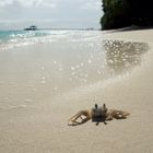 Kleine Krabbe am Strand