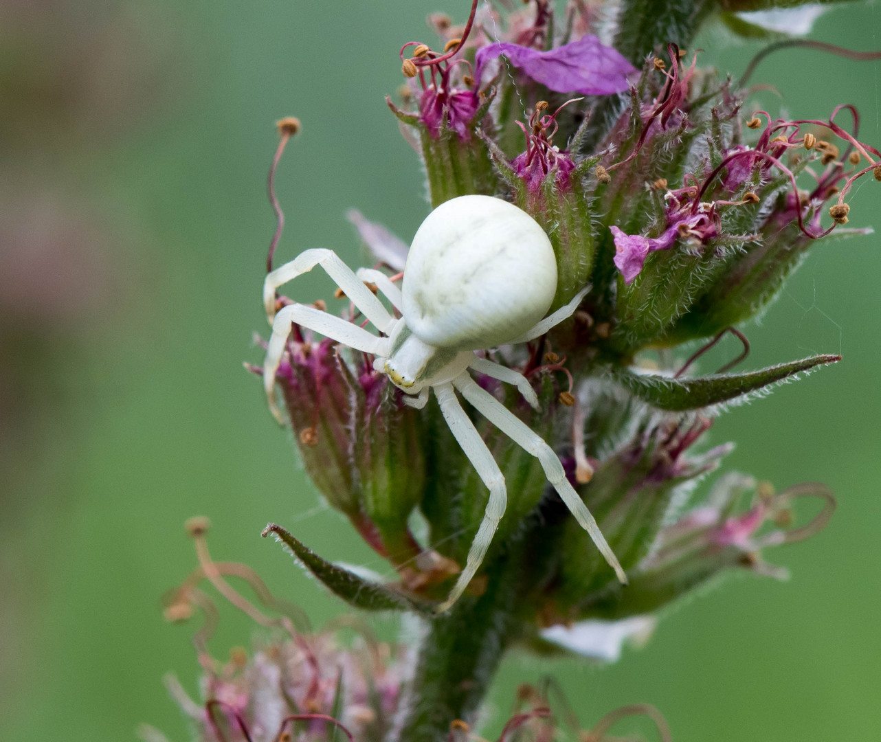 Kleine Krabbenspinne