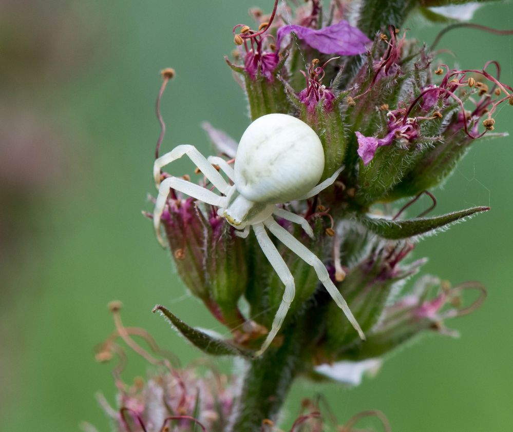 Kleine Krabbenspinne