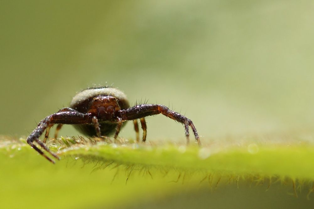 Kleine Krabbenspinne