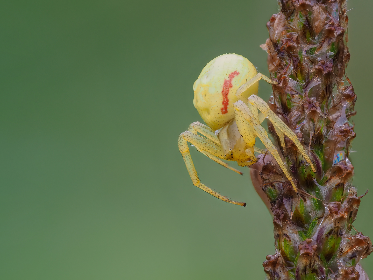 Kleine Krabbenspinne