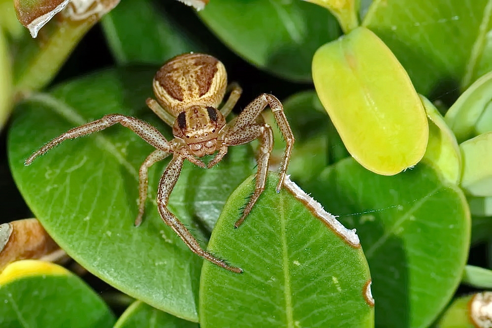 kleine Krabbenspinne