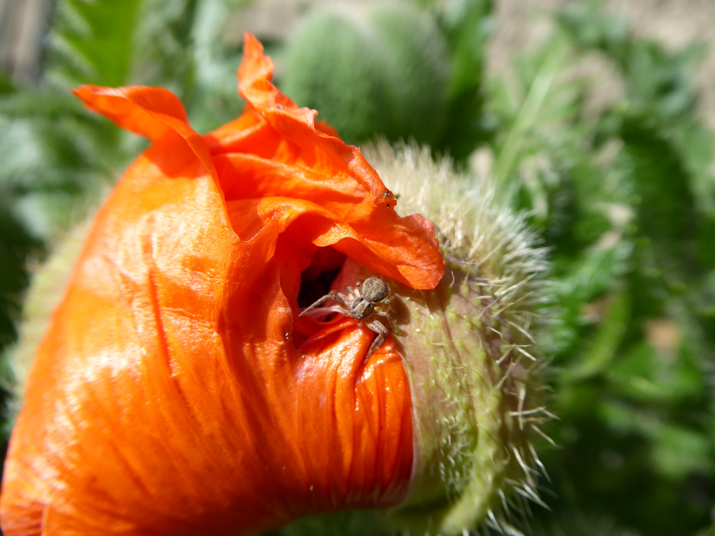 Kleine Krabbenspinne auf der Mohnblüte