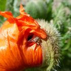 Kleine Krabbenspinne auf der Mohnblüte