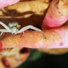 Kleine Krabbenspinne aus dem Archiv...