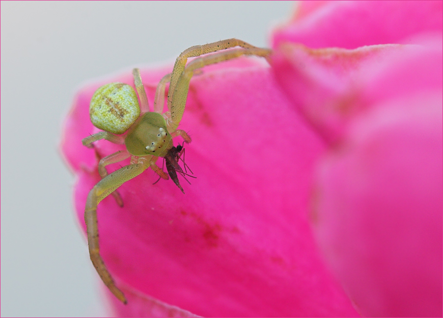 Kleine Krabbenspinne ..