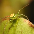 Kleine Krabbenspinne (Diaea dorsata)