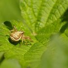 Kleine Krabbenspinne sonnt sich :) 