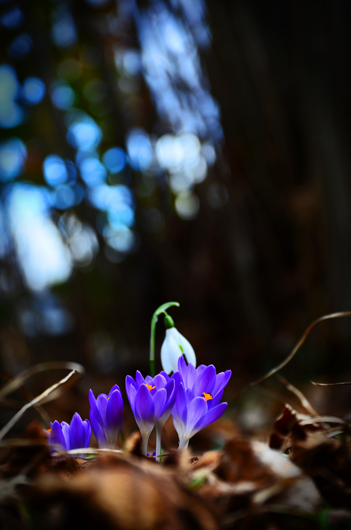 Kleine Krocus Blumen 