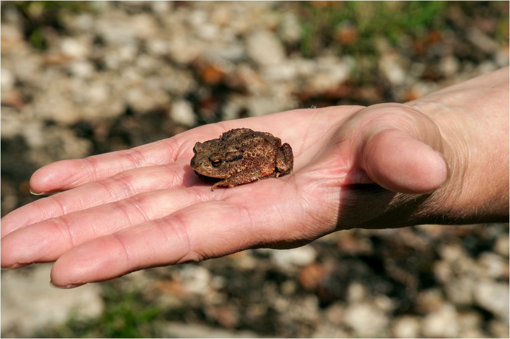 Kleine Kröte