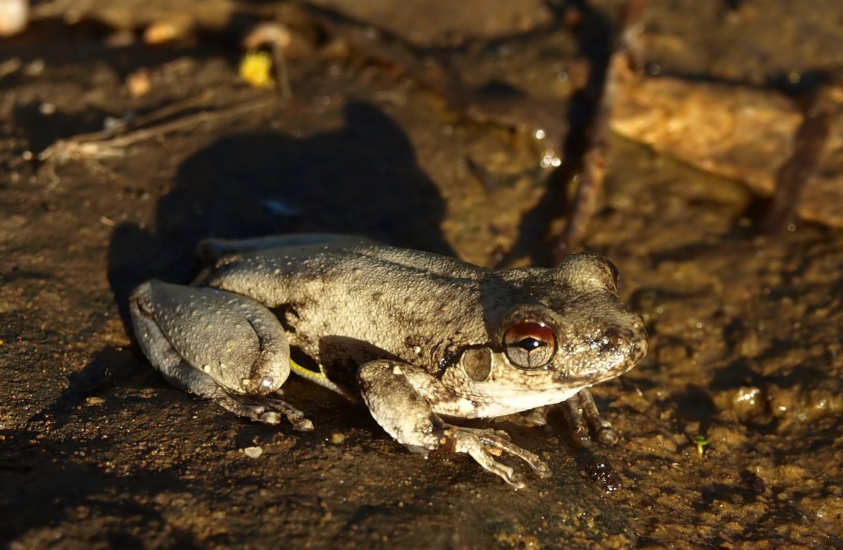 Kleine Kröte am Kalpowar Crossing, Lakefield NP, Queensland