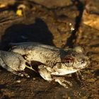 Kleine Kröte am Kalpowar Crossing, Lakefield NP, Queensland